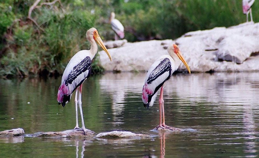 Melaselvanur-Kilaselvanur Bird Sanctuary, Ramanathapuram, Tamil Nadu - Vushii.com